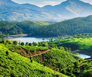 Indiatriangletours- Munnar