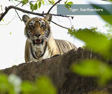 Ranthambore National Park